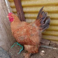 تخم نطفه دار برهما
