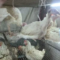 بوقلمون بیوتی ۶ در وزن ۳ کیلوگرم موجود شد