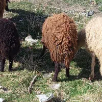 بره ماده داشتی