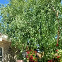 باغ-ویلا-جنگلی3500متر-توس41-شهرک-حجت-بامجوزدامداری