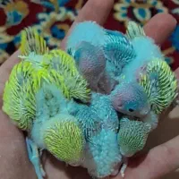 جوجه مرغ عشق