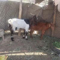بز ماده سالم و چاق معاوضه هم دارم