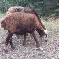 گوسفند