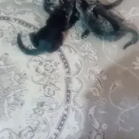 گربه خونگی یکساله با دو بچه