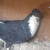 کبوترناز