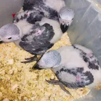 گرینچیک کاسکو خورشیدی راهب ملنگو