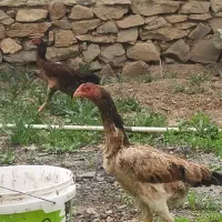 تخم نطفه دار لاری