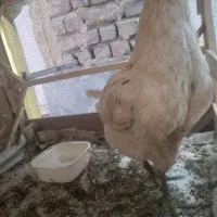 ۲ مر غ و ۱ خروس