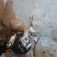 فروش کبوتر
