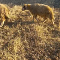 بره قوچ کری وکوری