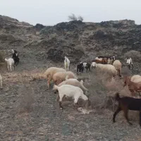 بز و گوسفند فروشی قیمت مناسب