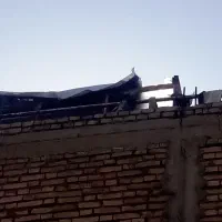کبوتر|پرنده|شوشتر, |دیوار