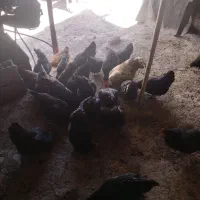 مرغ