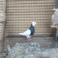 کبوتر