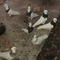 طوقی فروشی 8عدد جفتی هم فروش میرسه جفتی 2500