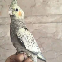 عروس هلندی