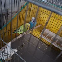 مرغ عشق