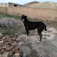 سگ گله ای|سگ|بردسکن, |دیوار