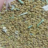 بذر یونجه