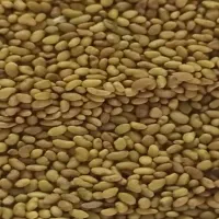 بذر یونجه