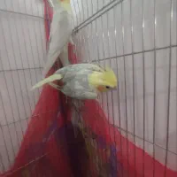 جفت عروس هلندی مولد