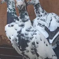 تعدای کبوترکاریر وسار آلمانی و درست و سالم