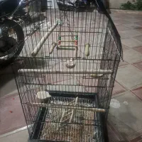 قفس پرنده بزرک