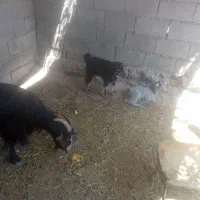 بزبابیگ‌. بره‌وبیگ‌سی‌پروار‌همه‌شرط‌پاک‌وسالم‌‌