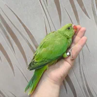 جوجه ملنگو سبز سرلاکی