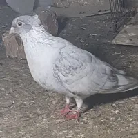 کبوتر رنگی وآلمانی