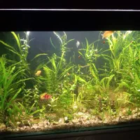 گیاه اکواریوم حتی برای تنگ ماهی