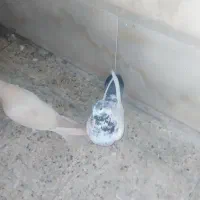 کبوتر|پرنده|تهران, شهرک ولیعصر جنوبی|دیوار