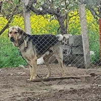 سگ پژدر