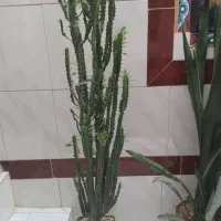 گل طبیعی کاکتوس وسانسوریا