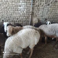 گوسفند تعاونی کیلویی 400 فقط امروز