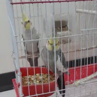 عروس هلندی