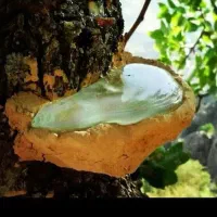 فروش شیره سقز