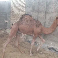 شتر|حیوانات مزرعه|ندوشن, |دیوار