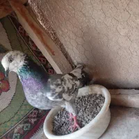 کبوتر ماده