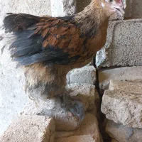 نیمچه برهما پاتریج اصل پنج و نیم ماهه مرغ خروس