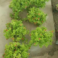 گل ناز قرمز گل یخ