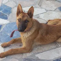 توله ژرمن ماده