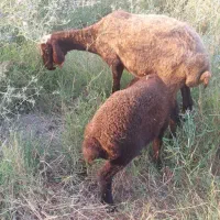 گوسفند با بره