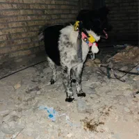 سگ نر قدریجونی