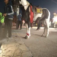 اسب چهار ساله