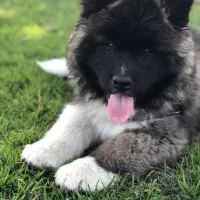 توله امریکن آکیتا موبلند