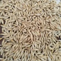 جو دیم|خوردنی و آشامیدنی|فریمان, |دیوار