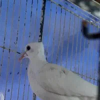 کبوتر خونگی کاکلی