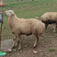 واگذاری قوچ ساری قولاغ