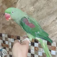 شاه طوطی